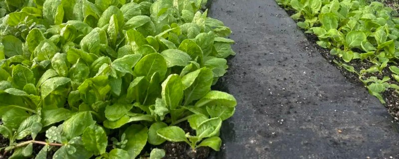 冬季蔬菜心叶发黄如何防治，需适时喷施新高脂膜