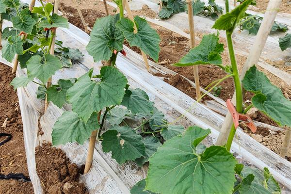 种植冬瓜的管理方法,收获前7-10天左右不再追肥