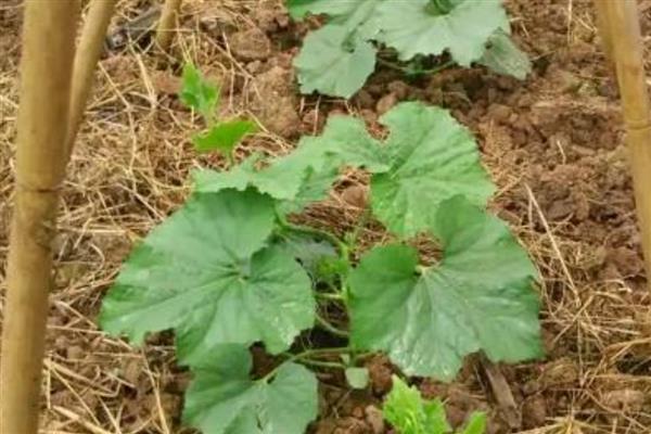 种植冬瓜的管理方法,收获前7-10天左右不再追肥