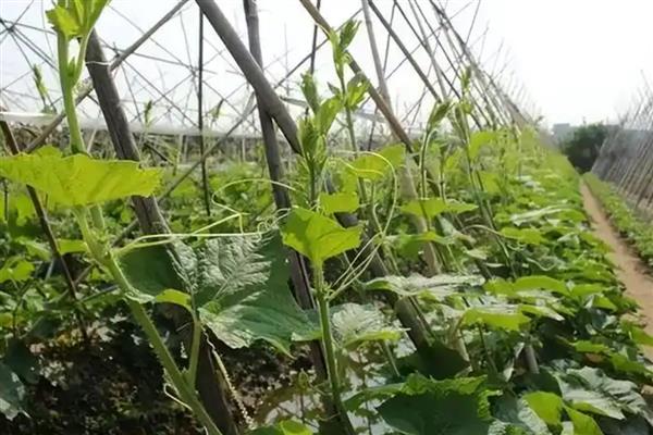 种植冬瓜的管理方法,收获前7-10天左右不再追肥