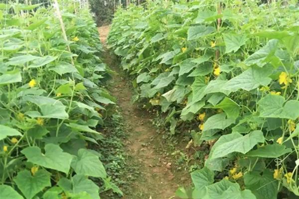 种植冬瓜的管理方法,收获前7-10天左右不再追肥