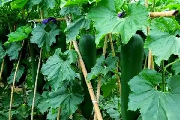 种植冬瓜的管理方法,收获前7-10天左右不再追肥