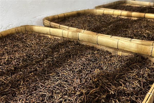 茶是怎么发酵而来，要经过萎凋、揉切、发酵等工序