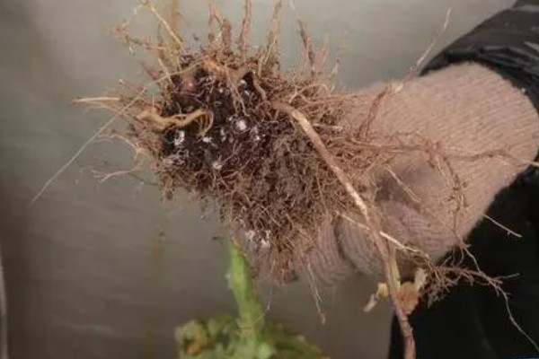 番茄产生大量不定根是什么原因，可能是感染了病害所致