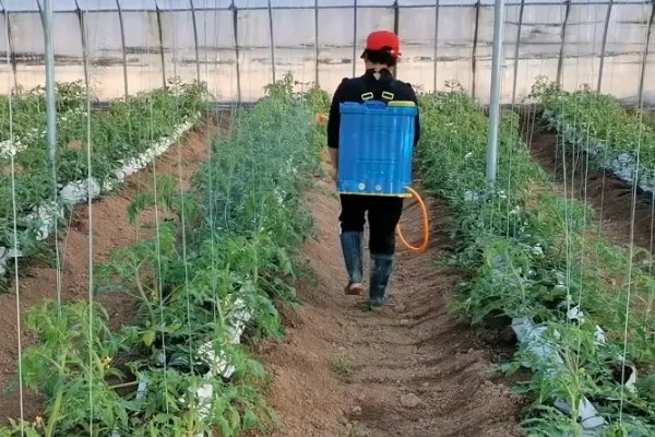 番茄产生大量不定根是什么原因，可能是感染了病害所致