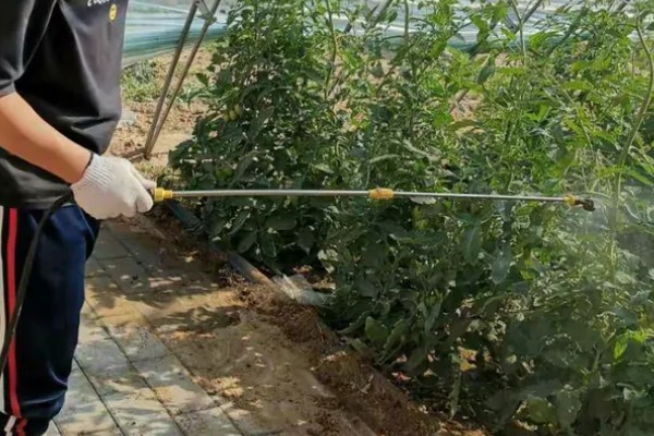 番茄产生大量不定根是什么原因，可能是感染了病害所致
