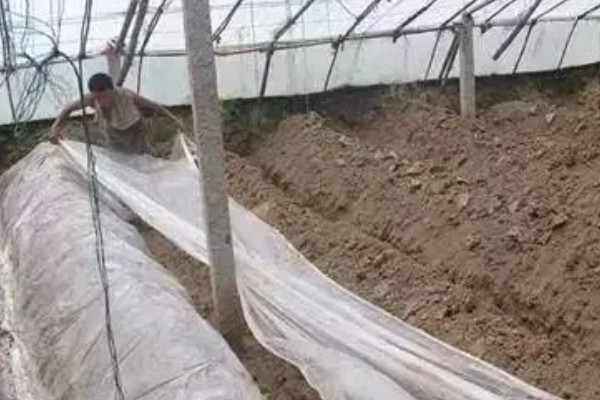 番茄产生大量不定根是什么原因，可能是感染了病害所致