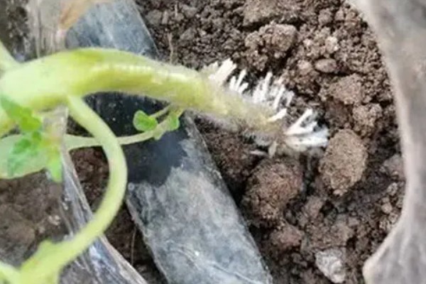 番茄产生大量不定根是什么原因，可能是感染了病害所致