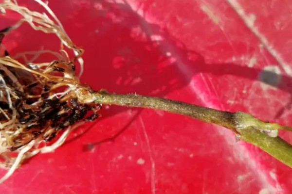 番茄产生大量不定根是什么原因，可能是感染了病害所致