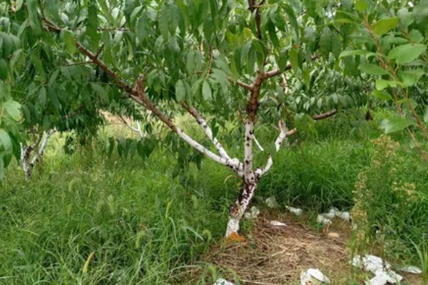 桃树如何种植，可播种、移栽或嫁接繁殖