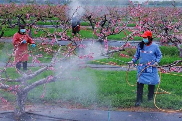 桃树如何种植，可播种、移栽或嫁接繁殖