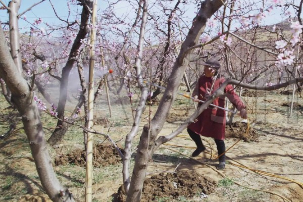 桃树如何种植，可播种、移栽或嫁接繁殖