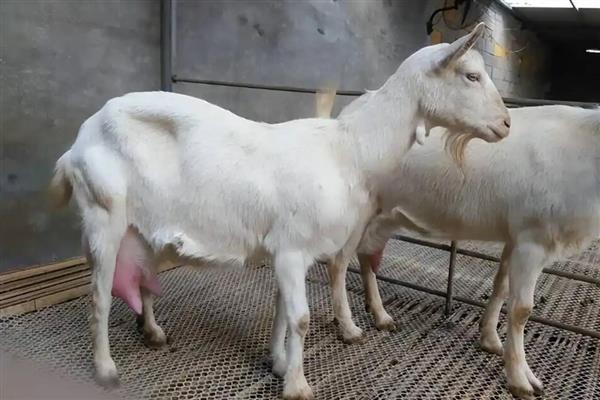 羊生产完的注意事项,需要为其进行清洗