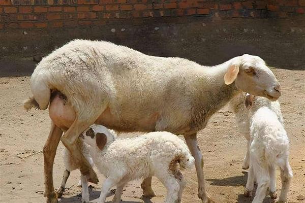 羊生产完的注意事项,需要为其进行清洗