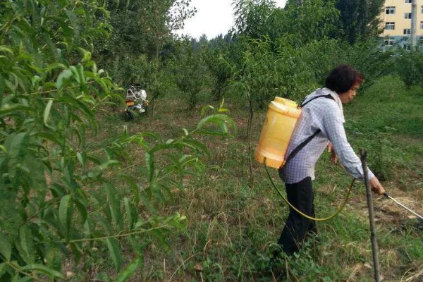 桃树如何种植，可播种、移栽或嫁接繁殖
