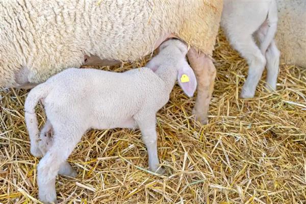 羊生产完的注意事项,需要为其进行清洗