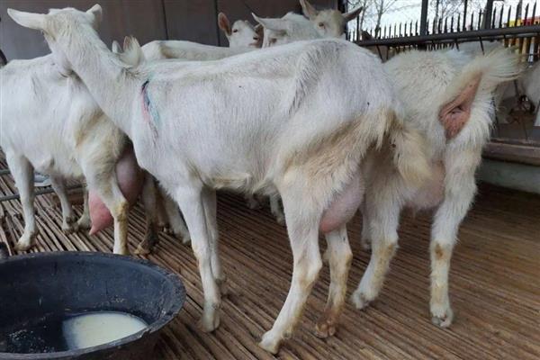 羊生产完的注意事项,需要为其进行清洗