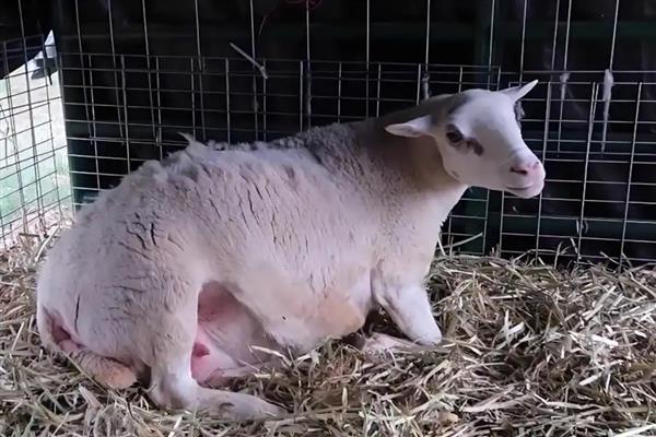 羊生产完的注意事项,需要为其进行清洗