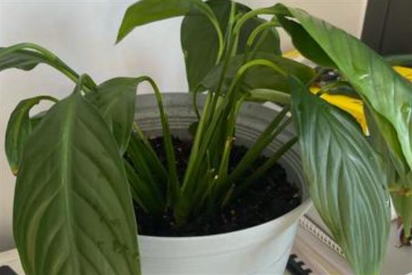 白掌叶子下垂的原因，可能是光照不足所致