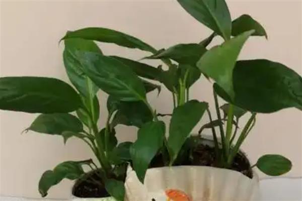 白掌叶子下垂的原因，可能是光照不足所致