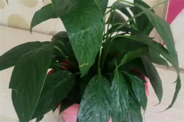 白掌叶子下垂的原因，可能是光照不足所致