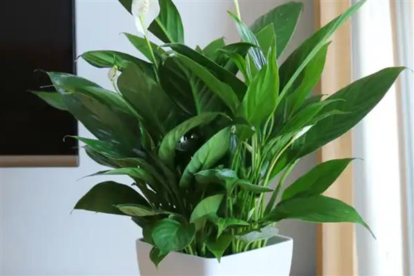 白掌叶子下垂的原因，可能是光照不足所致