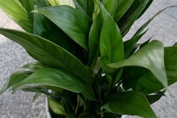 白掌叶子下垂的原因，可能是光照不足所致