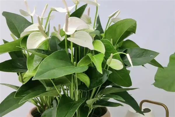 白掌叶子下垂的原因，可能是光照不足所致