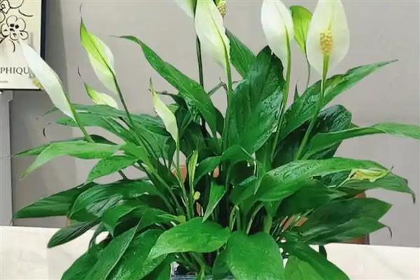 白掌叶子下垂的原因，可能是光照不足所致