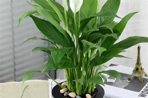 白掌叶子下垂的原因，可能是光照不足所致