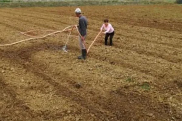 桃树如何种植，可播种、移栽或嫁接繁殖