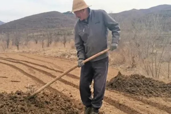 桃树如何种植，可播种、移栽或嫁接繁殖