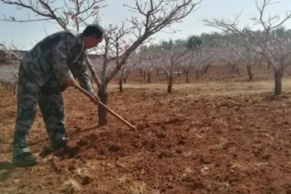 桃树如何种植，可播种、移栽或嫁接繁殖