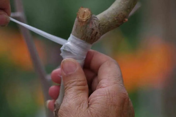 桃树如何种植，可播种、移栽或嫁接繁殖