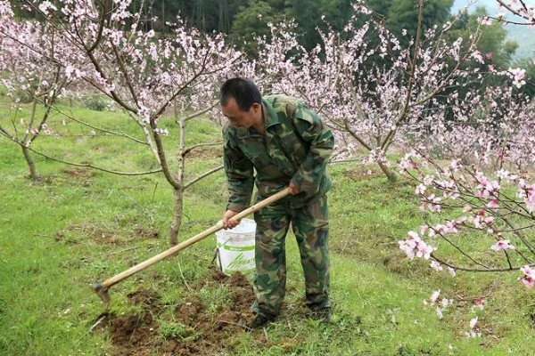 桃树如何种植，可播种、移栽或嫁接繁殖