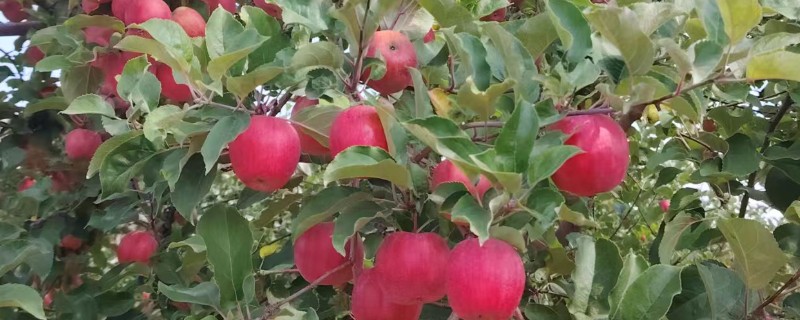 苹果树大小年怎么解决，膨大期一定要及时追肥