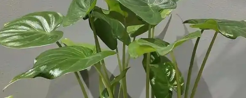 滴水观音怎么养得粗壮，喜欢较为温暖湿润的环境