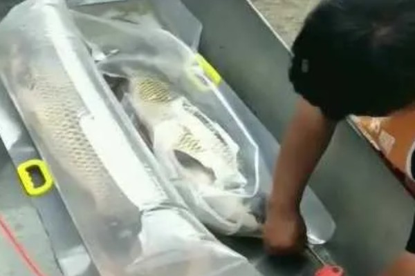 快递活鱼的注意事项，要注意塑料袋中鱼儿的密度