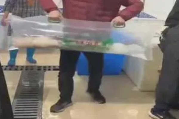 快递活鱼的注意事项，要注意塑料袋中鱼儿的密度