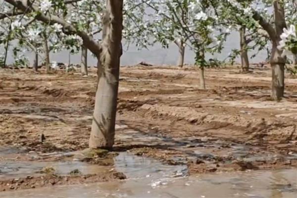 苹果树大小年怎么解决，膨大期一定要及时追肥