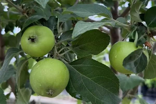 苹果树大小年怎么解决，膨大期一定要及时追肥