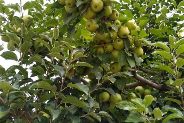 苹果树大小年怎么解决，膨大期一定要及时追肥