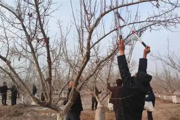 苹果树大小年怎么解决，膨大期一定要及时追肥