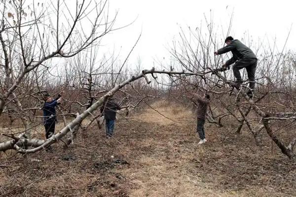 苹果树大小年怎么解决，膨大期一定要及时追肥