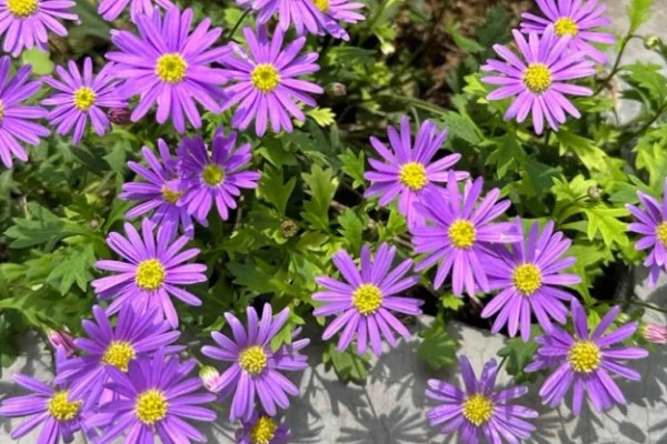 小雏菊的花语是什么，不同颜色的花语不同