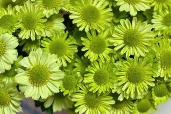 小雏菊的花语是什么，不同颜色的花语不同