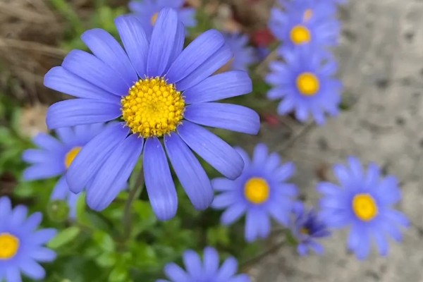 小雏菊的花语是什么，不同颜色的花语不同