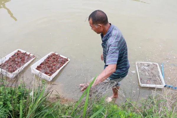 怎么避免小龙虾缺氧，需合理的调整放养密度