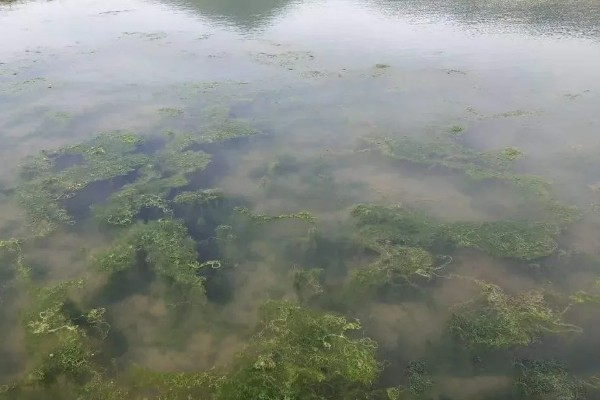 怎么避免小龙虾缺氧，需合理的调整放养密度