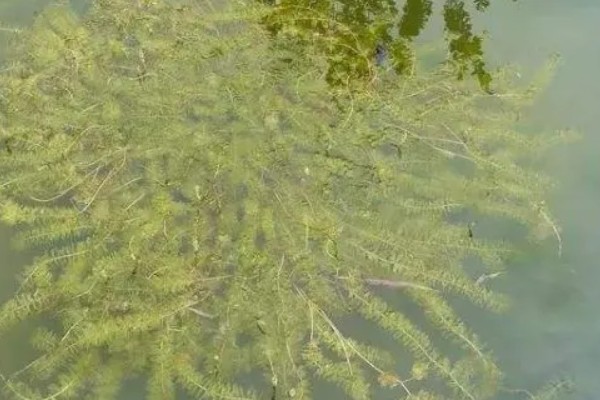 怎么避免小龙虾缺氧，需合理的调整放养密度